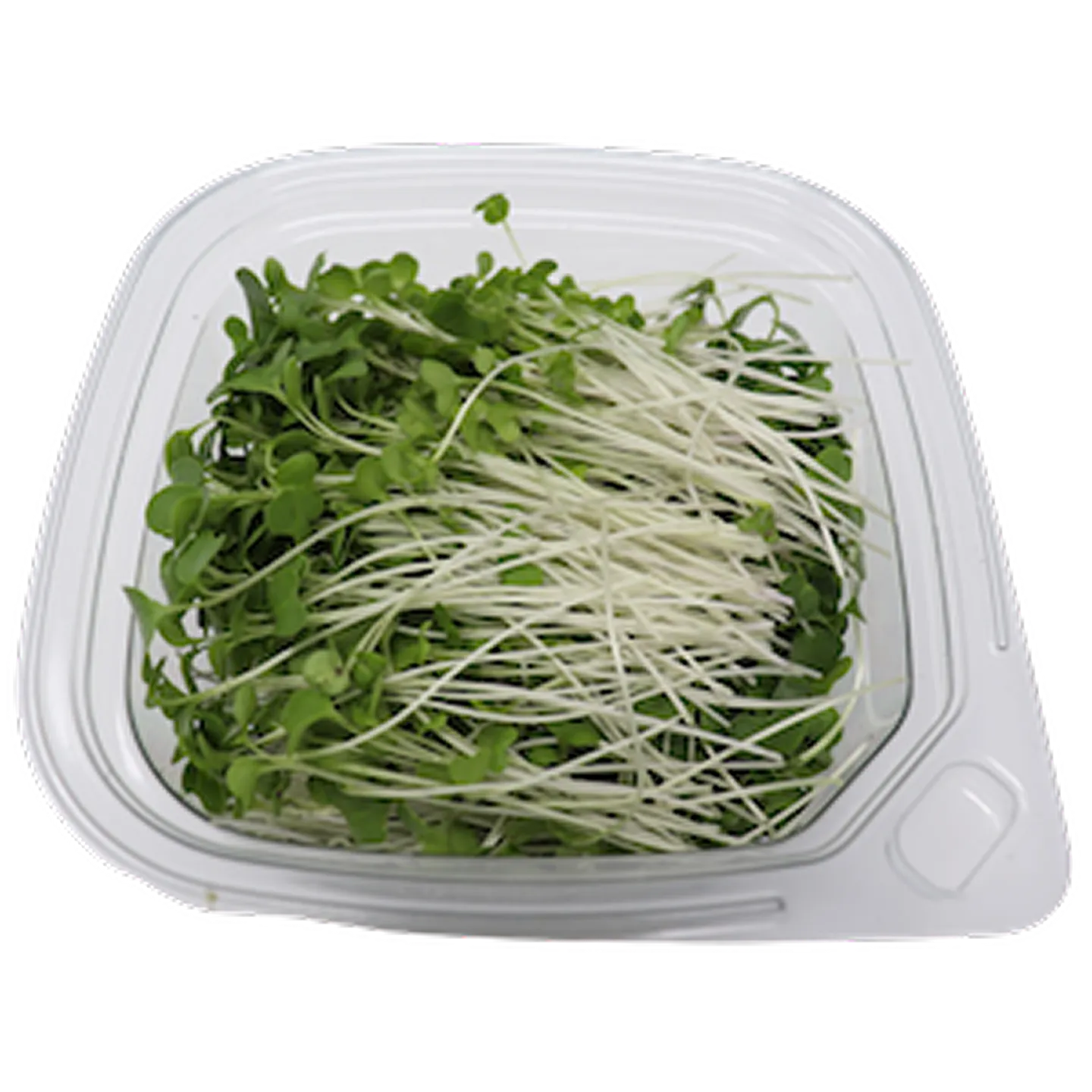 Broccoli Microgreens 1 Broccoli Microgreens