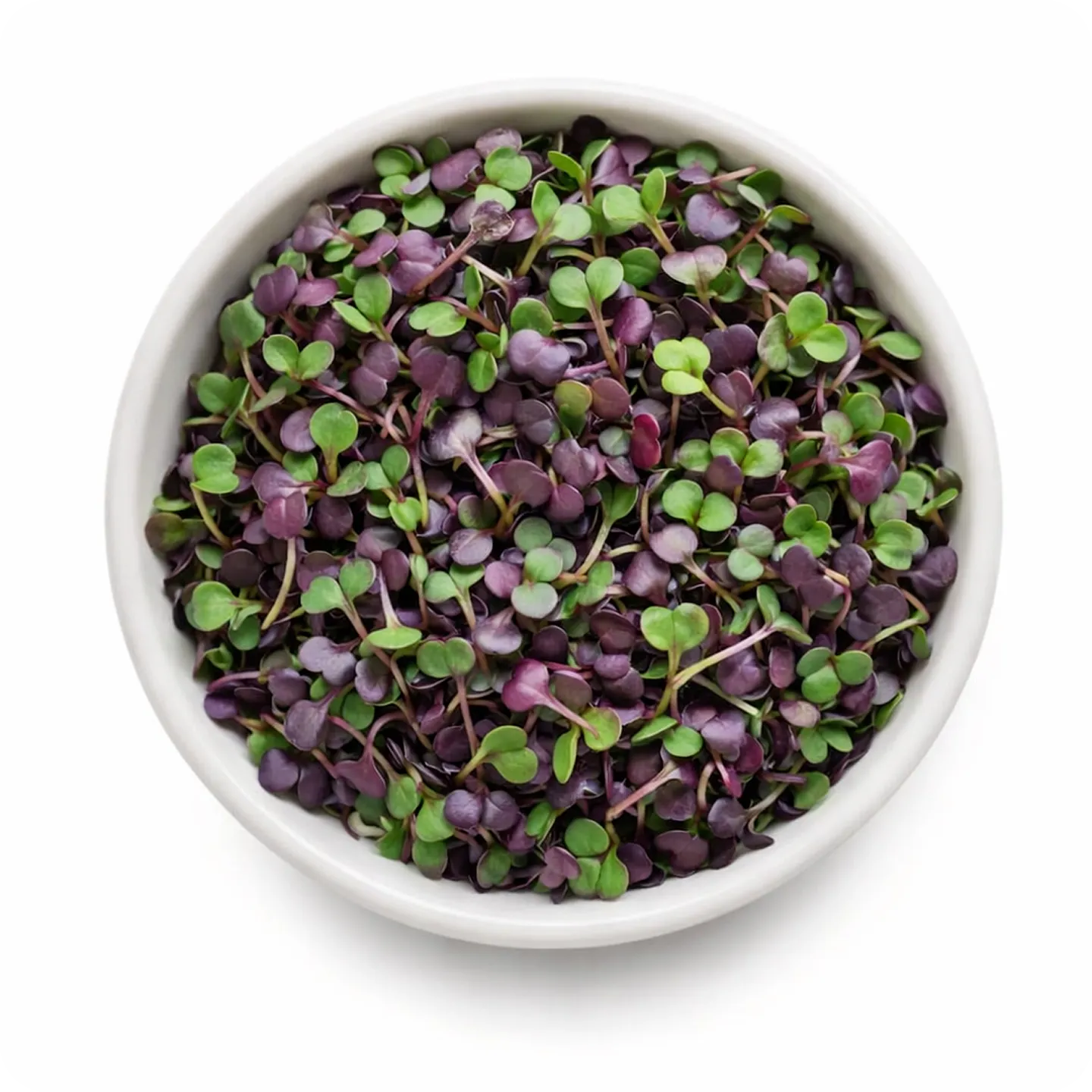 Radish Microgreens 1 Radish Microgreens