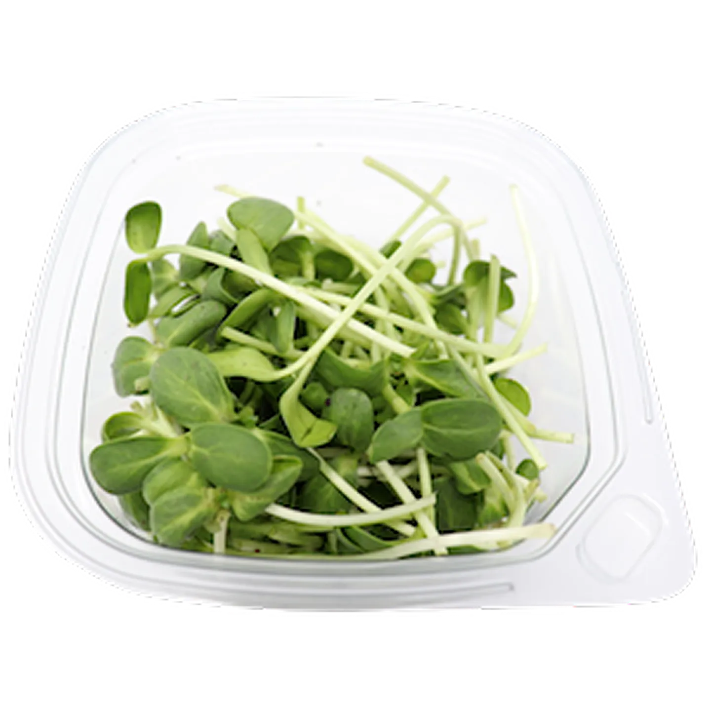 Sunflower Shoots 1 Sunflower Shoots
