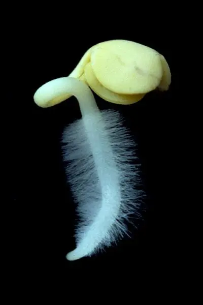 Close-up of fine white root hairs on young microgreen roots