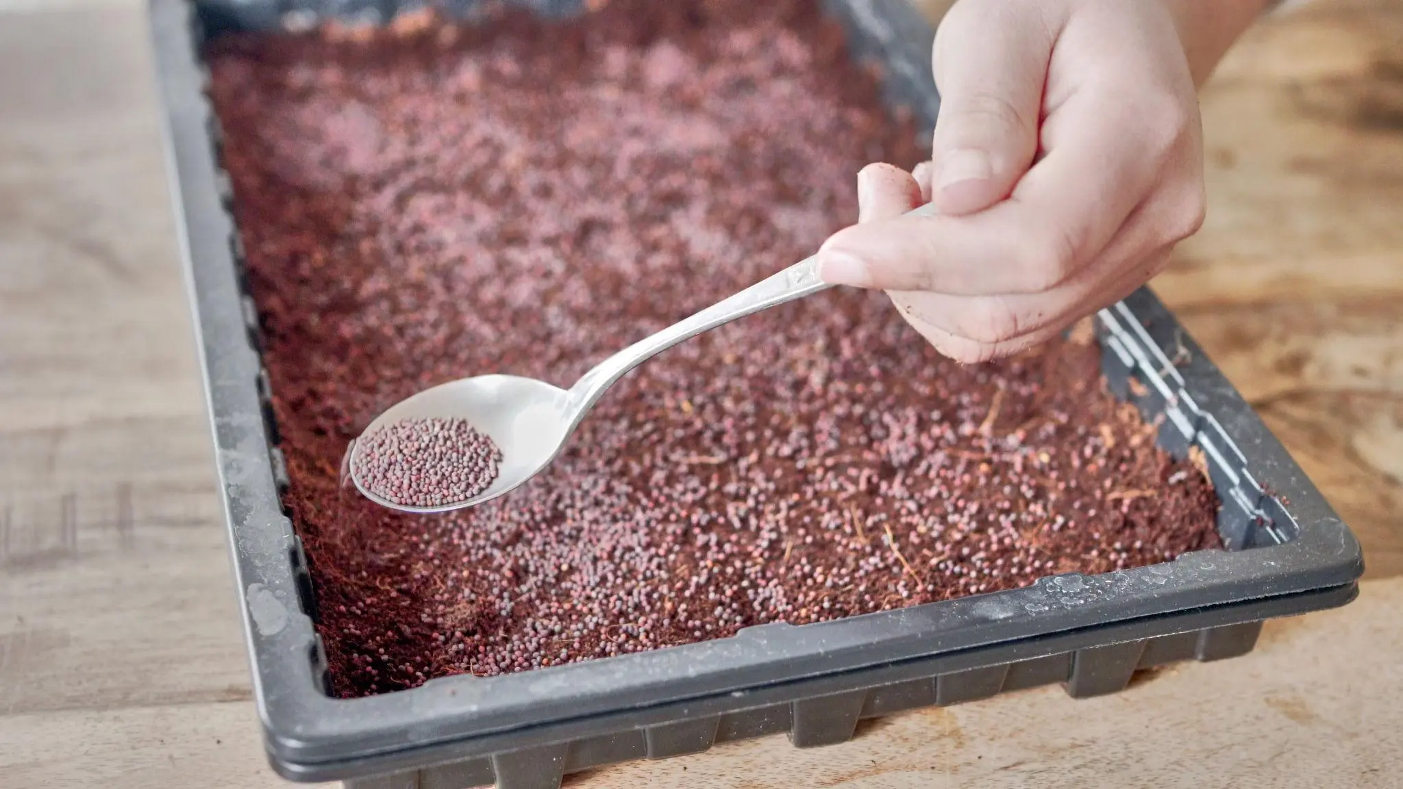 Microgreens seeds spread evenly across the surface of a growing tray
